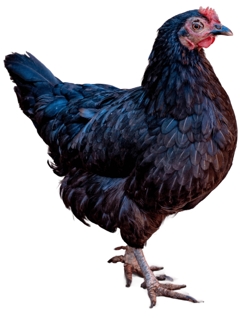Gallinas ponedoras