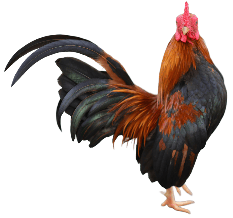 Gallos de pelea
