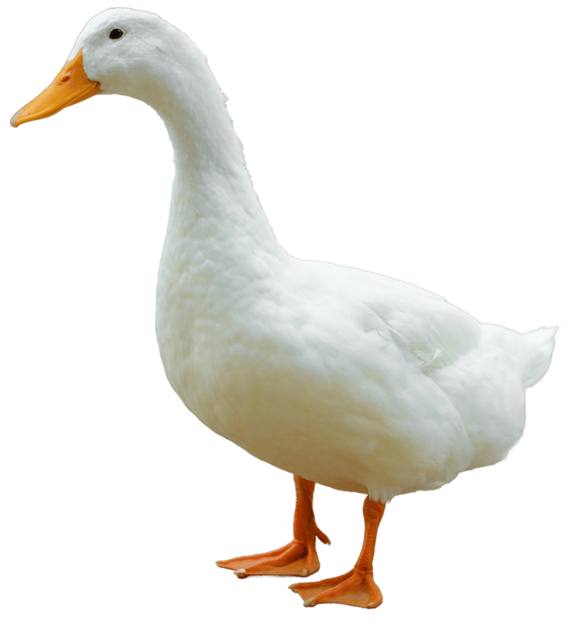 Patos